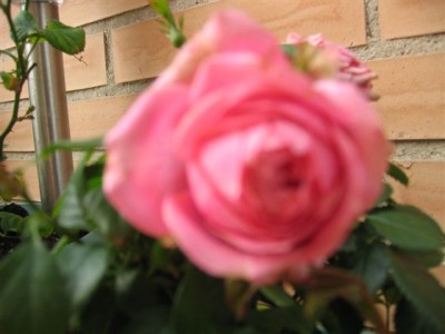 normal_plantas%20086.jpg