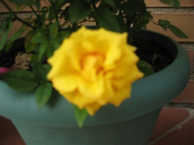 normal_plantas%20087.jpg
