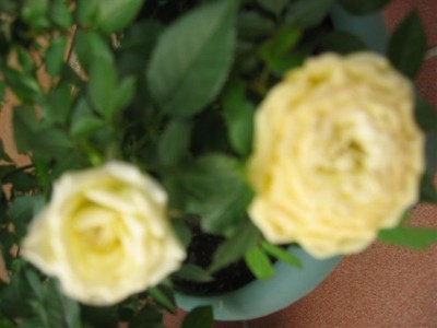 normal_plantas%20089.jpg