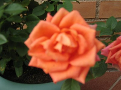 normal_plantas%20090.jpg