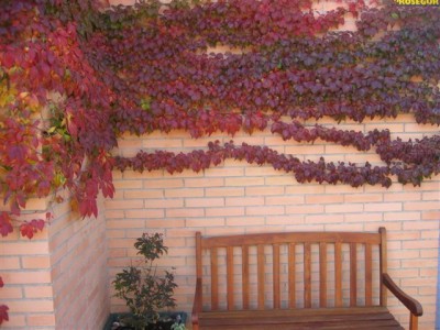 normal_plantas%20097.jpg