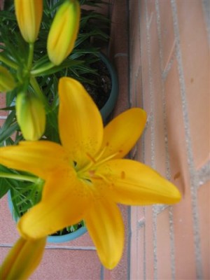 normal_plantas%20098.jpg