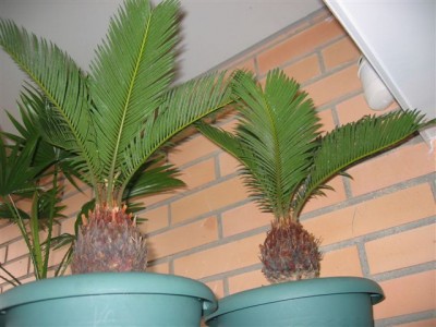 normal_plantas%20099.jpg