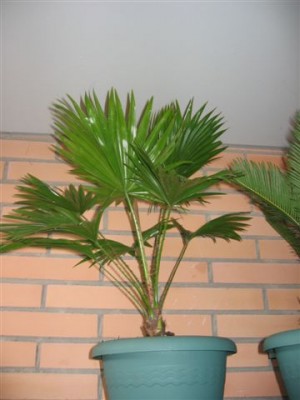normal_plantas%20100.jpg