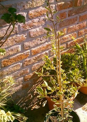 normal_plantas%20de%20invierno%20031a.JPG