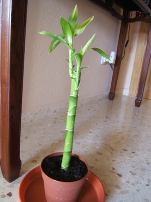normal_Plantas%20Interior%20%202005-3.JPG