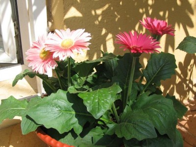 normal_plantas%20y%20flores%20004.jpg