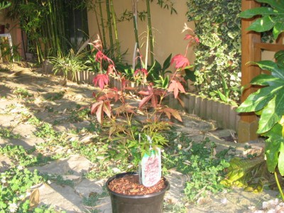 normal_plantas%20y%20flores%20024.jpg