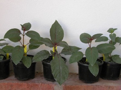 normal_Plantas.jpg