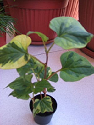 normal_plantas2%20001.jpg