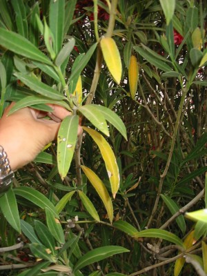 normal_plantas_enfermas%20001.jpg