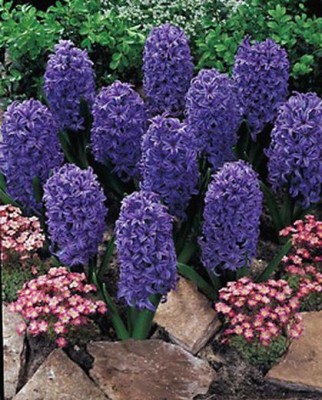 normal_plants_bhybj.jpg