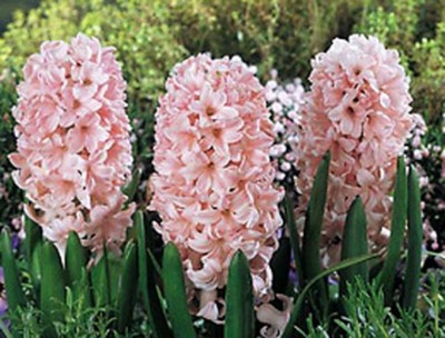normal_plants_bhycp.jpg