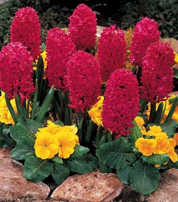 normal_plants_bhyjb.jpg