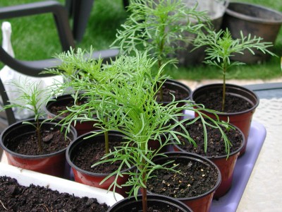 normal_plantucas1.jpg