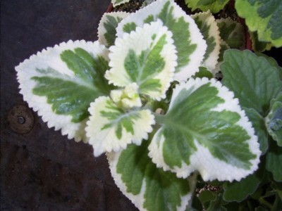 normal_Plectranthus%20amboincus.jpg