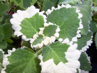 normal_Plectranthus%20fosteri-.jpg