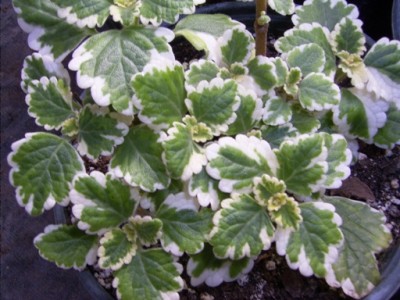 normal_Plectranthus%20verticillatus-.jpg