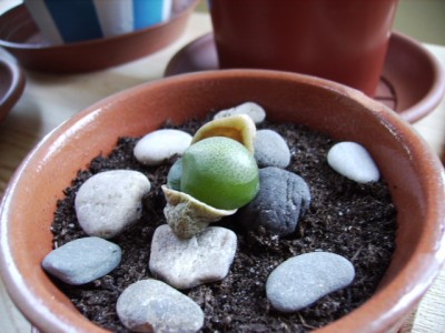 normal_pleiospilos%203.JPG