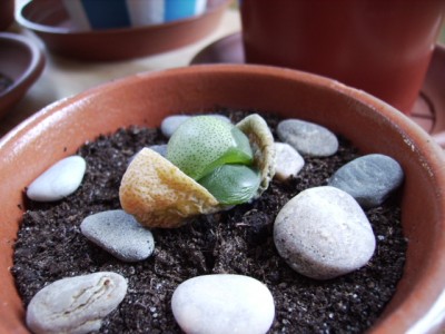 normal_pleiospilos%204.JPG
