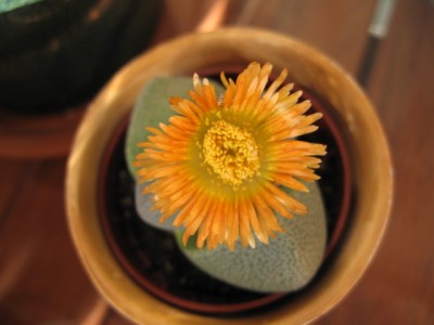 normal_Pleiospilos%20Flor.jpg