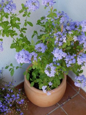 normal_plumbago270705.JPG