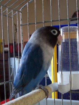 normal_porni%20007.JPG