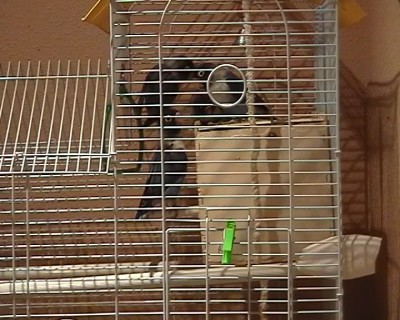 normal_pornis6.jpg