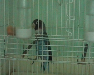 normal_pornis8%20belcebu.jpg