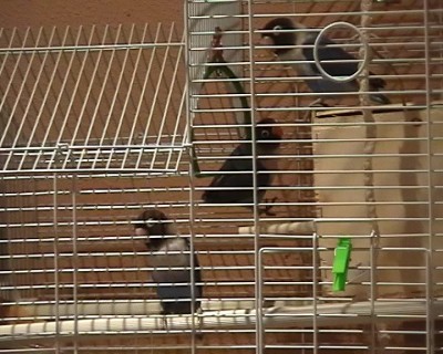 normal_pornis9.jpg