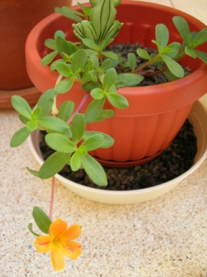 normal_portulaca%20grandiflora.JPG