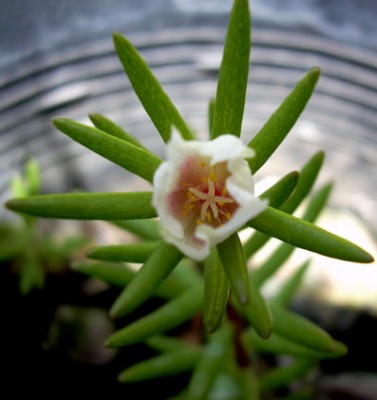 normal_Portulaca-spnovum.jpg