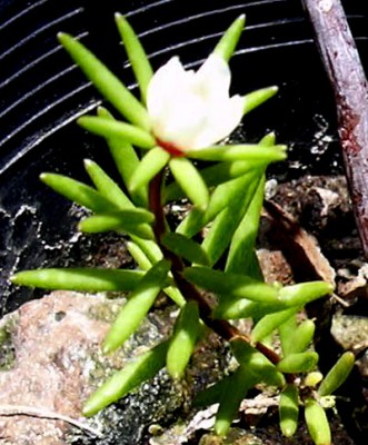 normal_Portulaca-spnovum2.jpg