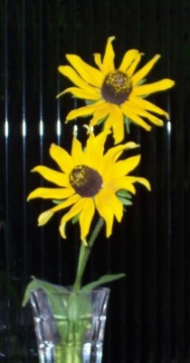 normal_Posible%20Girasol.JPG