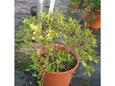 normal_pottosporum.jpg