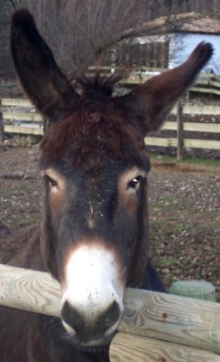 normal_Primer%20plano%20burro.jpg