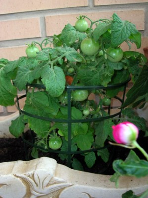 normal_Primer%20tomate.JPG
