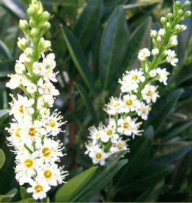 normal_prunus%20laurocerasus%20en%20flor2.jpg