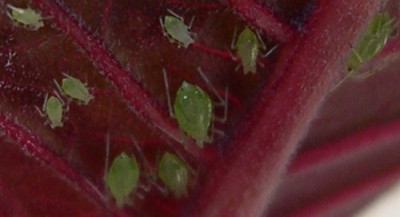 normal_Pulgones-Fuchsia.jpg
