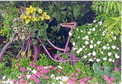 normal_purple%20bike%20small.jpg