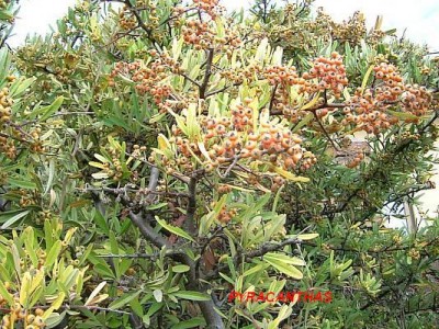 normal_Pyracanthas.JPG