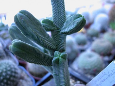 normal_pyramidalis%7E0.jpg