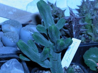 normal_pyramidalis.jpg