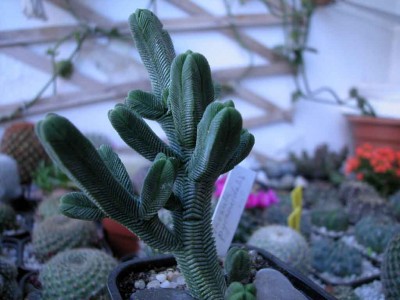 normal_pyramidalis2.jpg