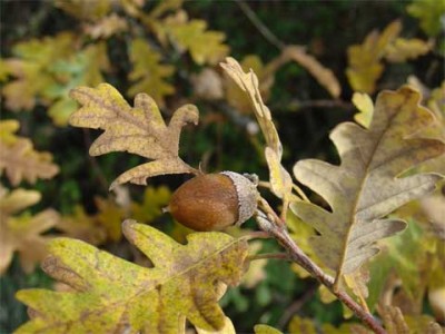 normal_Quercus-pyrenaica.jpg