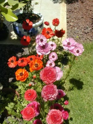 normal_Ranunculus2.JPG