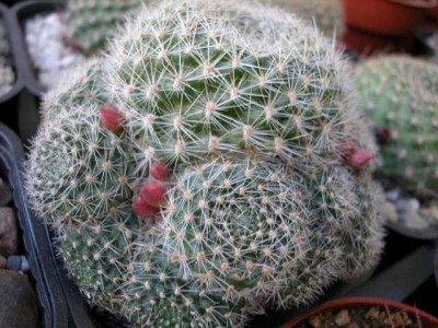 normal_rebutia%7E0.jpg