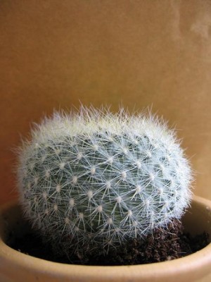normal_Rebutia3.JPG
