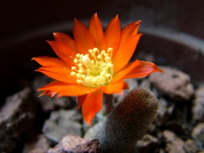 normal_reDSCF6151.jpg