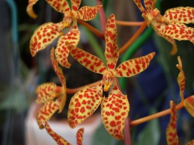 normal_Renanthera%20monachica.JPG